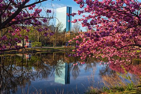 Beautiful Spring Trees on the Charles River Boston MA Hancock Building ...