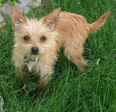 Chorkie Dog Breed Information and Pictures