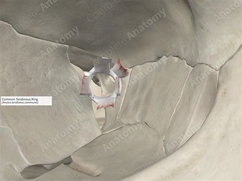 Common Tendinous Ring | Complete Anatomy