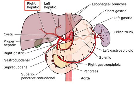 Right Hepatic Artery - Stepwards