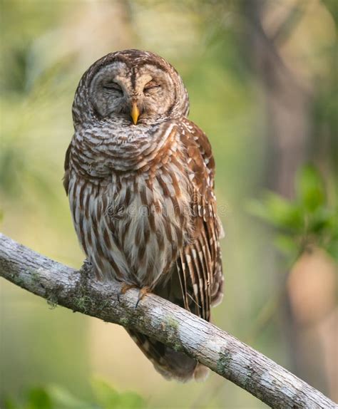 Barred Owl in Florida stock image. Image of hawk, flying - 126719733