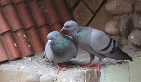 How to get rid of pigeons from the roof and balcony