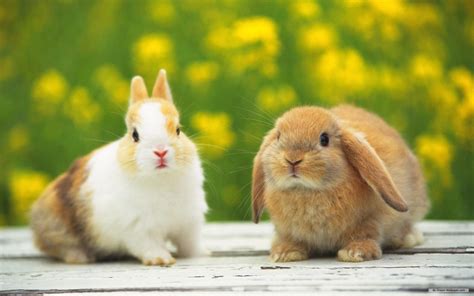 Cool Rabbit Wallpapers - Top Free Cool Rabbit Backgrounds - WallpaperAccess