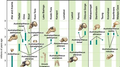 Australopithecus | Characteristics & Facts | Britannica