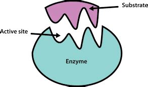 Enzyme Cartoon Images - Enzyme Clipart 20 Free Cliparts | Bodendwasuct