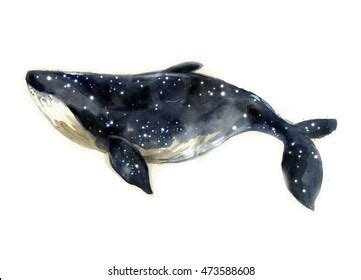 Watercolor Sketch Blue Whale Illustration Isolated Stock Illustration 473588608 | Shutterstock