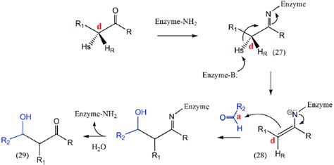 Enzymatic reaction mechanism of type I aldolases Note: After a Schiff... | Download Scientific ...