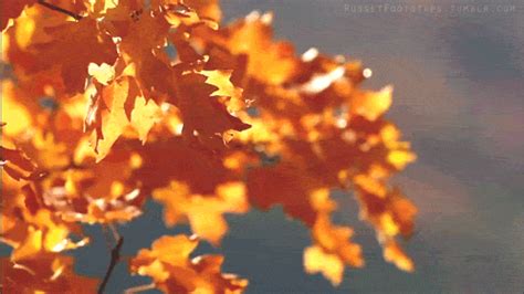 Blowing Autumn Leaves Pictures, Photos, and Images for Facebook, Tumblr ...