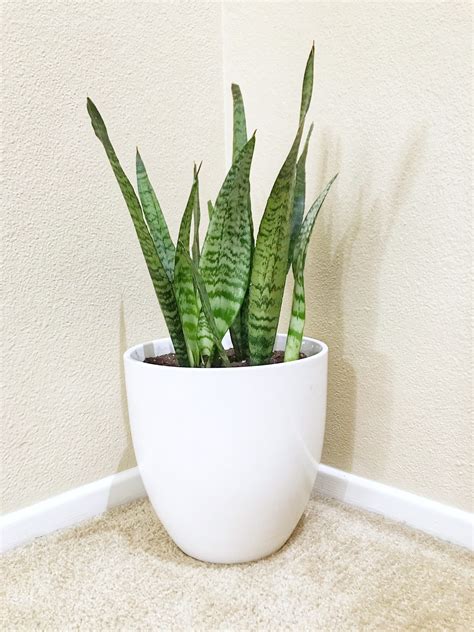 10 Low-Light Indoor Plants the Can Thrive in Your Home and Office - Natalie Linda