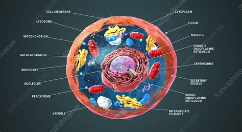 Golgi Apparatus Location In Animal Cell - Golgi Body : Consists of parallely arranged flattened ...