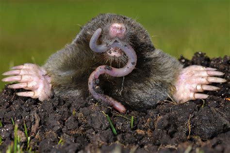 How to Get Rid of Moles | GardensAll | Animals, Animal facts, Mole