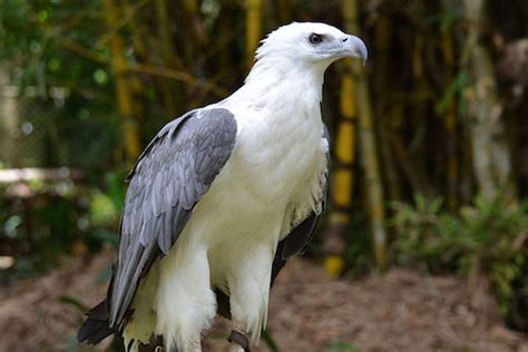 Philippine Eagle | Endangered List