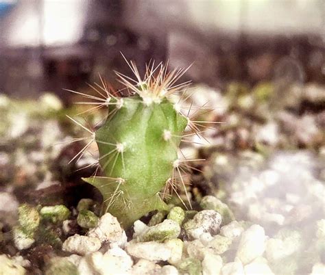 How to Grow Cactus from Seeds - Kalie Stephan