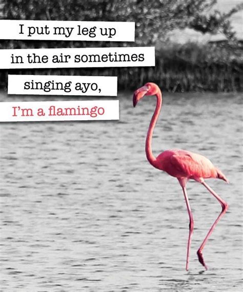 Classic! Hahaha | Funny flamingo, Flamingo, Flamingos quote