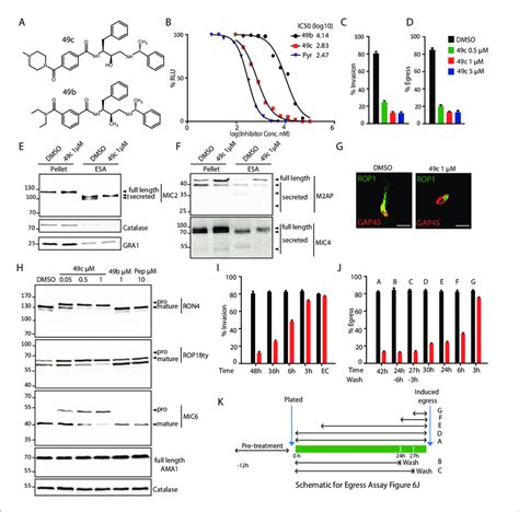 49c recapitulates the phenotype of ASP3 depletion in T. gondii. (A)... | Download Scientific Diagram