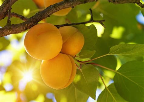 How Hardy Are Apricot Trees: Apricot Tree Varieties For Zone 4 Gardens | Apricot tree, Planting ...