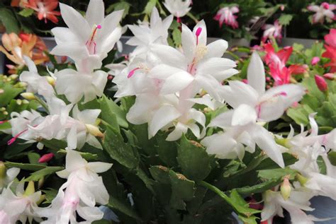 Christmas Cactus Care And Growing Guide - Sunny Home Gardens