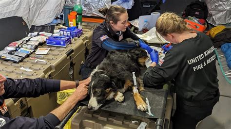 Lincolnshire search and rescue dog injured during earthquake recovery mission in Turkey | ITV ...