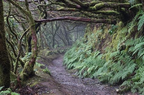 Anaga Rural Park – Tenerife’s Enchanted Laurel Forest