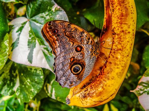 Owl Butterfly on Banana | Broke out the old but still workin… | Flickr