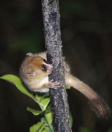 Brown mouse lemur - Wikipedia