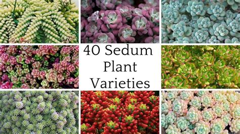 40 Sedum Plant Varieties with Names | sedum Plant Species | Beautiful ...