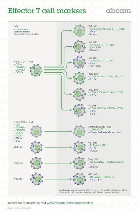 Effector T cell markers poster | Abcam