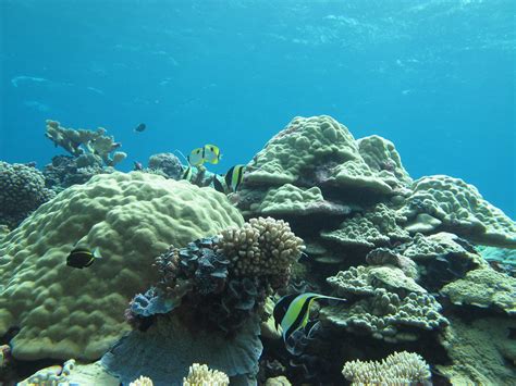 Flickriver: Photoset 'Kingman Reef NWR' by USFWS Pacific