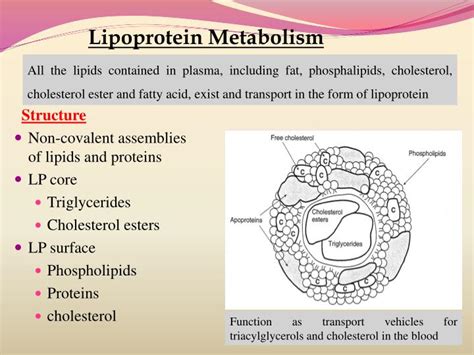 PPT - Lipoprotein Metabolism And Disorders PowerPoint Presentation - ID ...