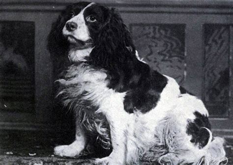 Are English Water Spaniels Extinct