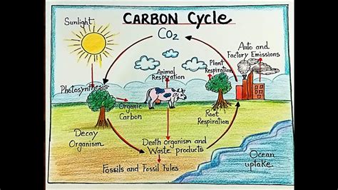 Carbon Cycle diagram drawing step by step/how to draw carbon cycle diagram for projects - YouTube