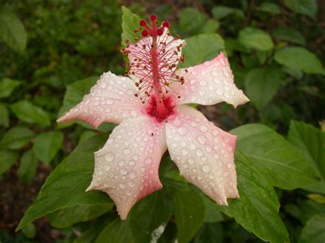 File:Chinese Hibiscus.JPG - Wikimedia Commons