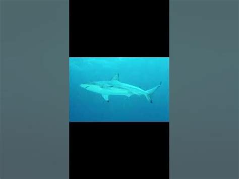 Milk shark | underrated sharks - YouTube