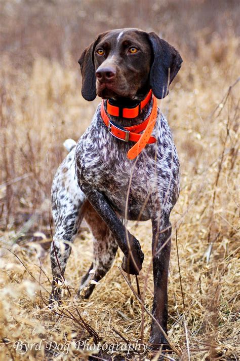 Adventures of a GSP Hunting Dog: Hunting Dog Photography Tips - Part 1 ...