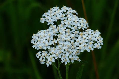 Achillea millefolium 'White Beauty' – Ballyrobert Gardens