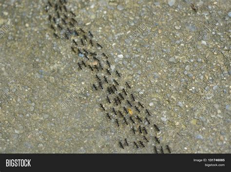 Ants Marching Image & Photo (Free Trial) | Bigstock