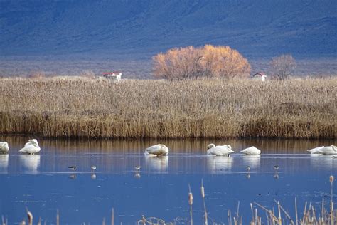 eBird Checklist - 30 Jan 2020 - Summer Lake Wildlife Area - 22 species
