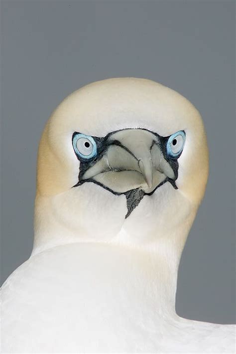 Northern Gannet - an Austraulia bird by winter, breeds in the Scottish ...