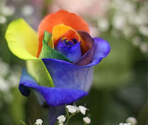 Flower Homes: Rainbow Roses