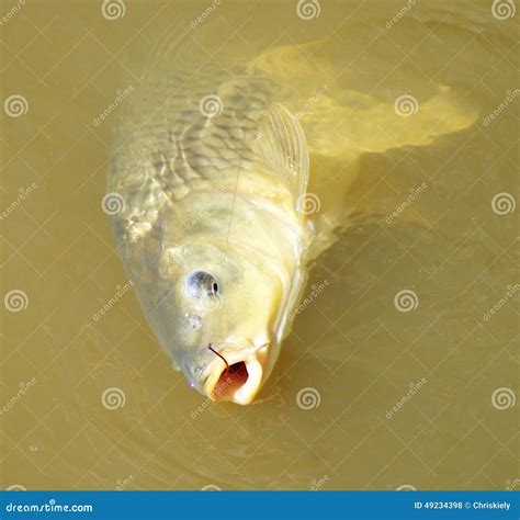 European Carp in Murray River Australia Stock Photo - Image of good, australia: 49234398