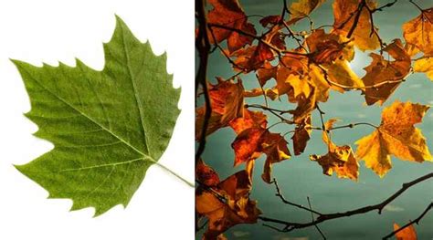 Sycamore Trees: Leaves, Bark, Types - Identification Guide (Pictures)