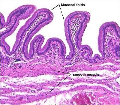 Hepatic Histology: Extrahepatic Biliary System