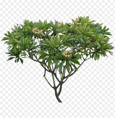 Free download | HD PNG lumeria tree png plumeria alba tree PNG transparent with Clear Background ...