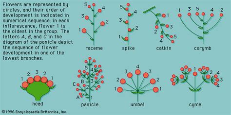 Spike | inflorescence | Britannica