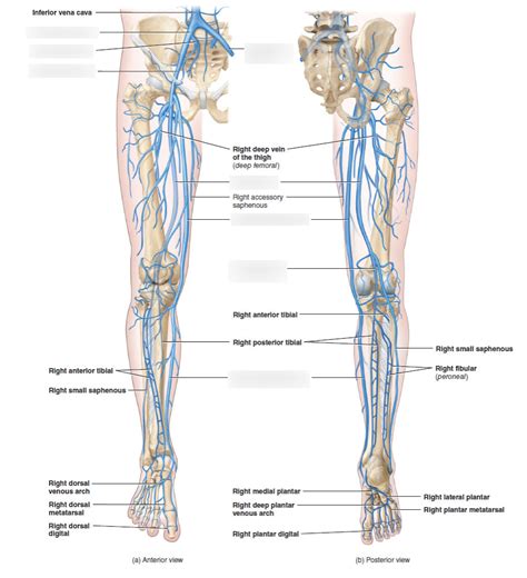 Lower Limb Veins Labeled