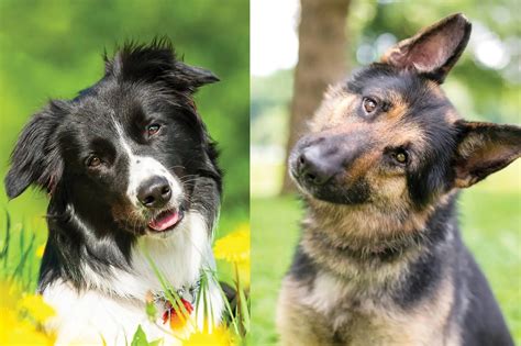 Border Collie German Shepherd Mix - The World's Best Family Dog ...