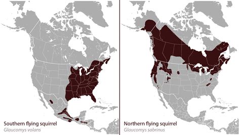 13 Interesting Facts About Flying Squirrels