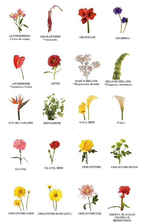 Types of Flowers Poster