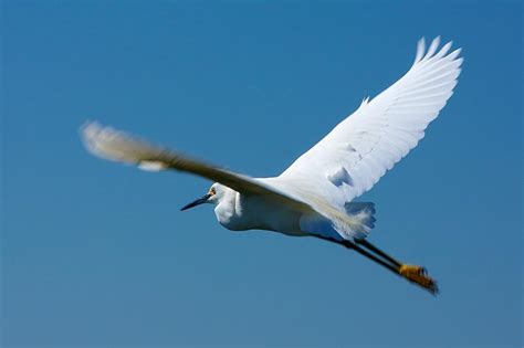 Flying Snowy Egret Photograph by Stuart Litoff - Fine Art America