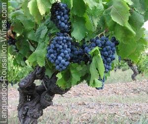 Carignan (Carinena) Wine Information